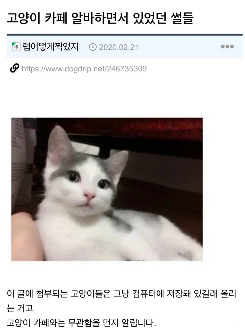 고양이 카페 알바하면서 있었던 일들