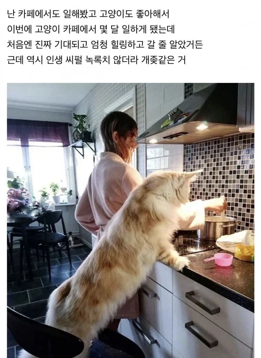 고양이 카페 알바하면서 있었던 일들 - 이미지 2