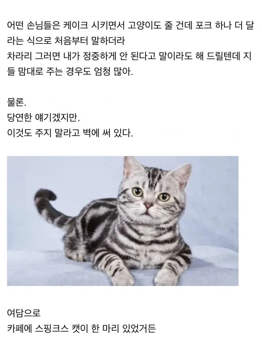 고양이 카페 알바하면서 있었던 일들 - 이미지 6