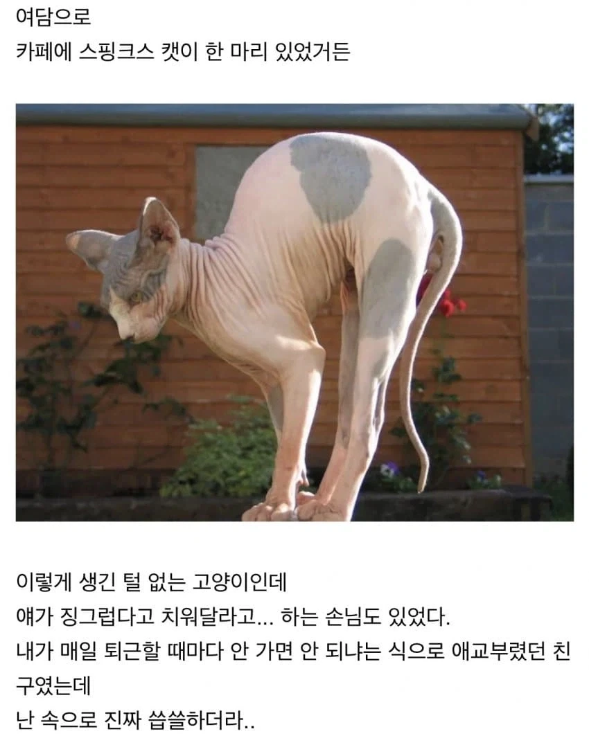 고양이 카페 알바하면서 있었던 일들 - 이미지 7