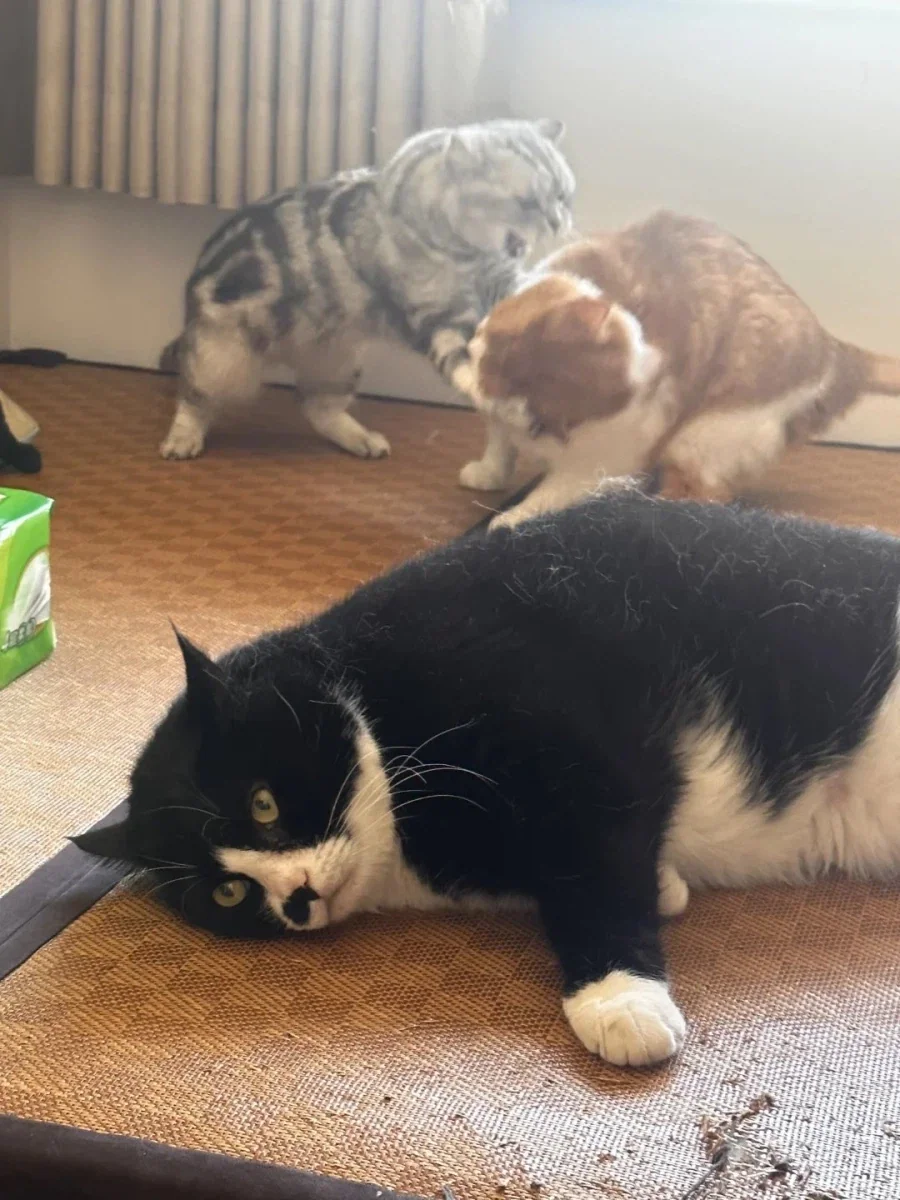 고양이: 작작 싸워라 좀...