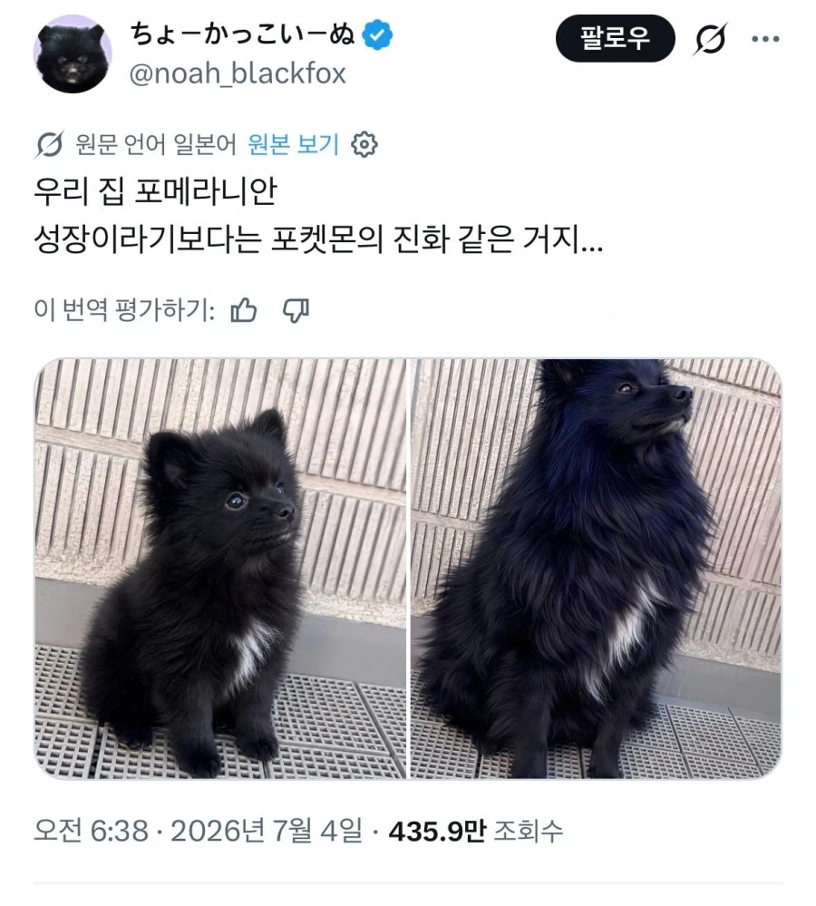 포메라니안 성장이라기보다 포켓몬 진화같은거지