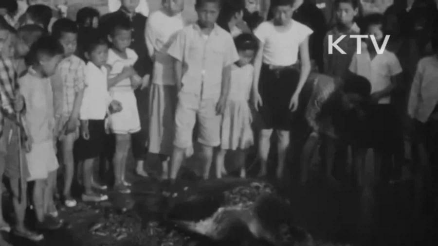 1964년 부산 해운대구에 나타난 거북이 - 이미지 12
