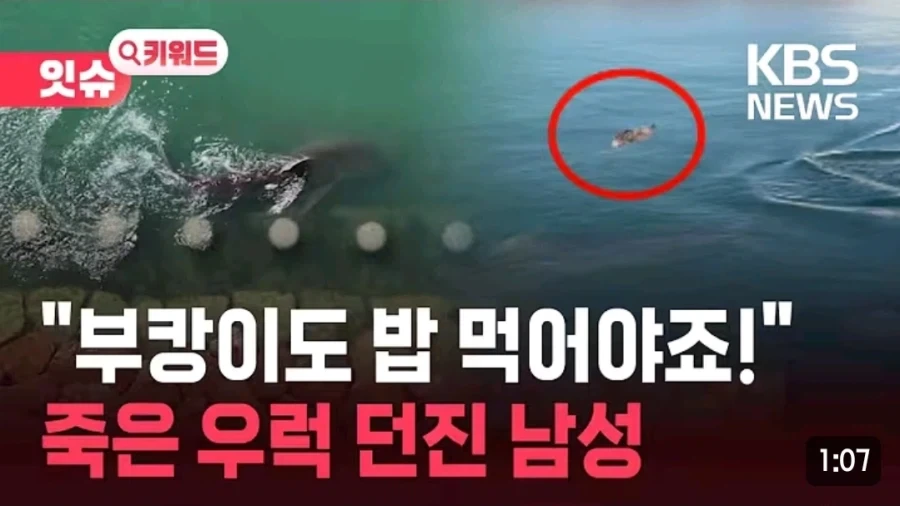 상어파파 등장