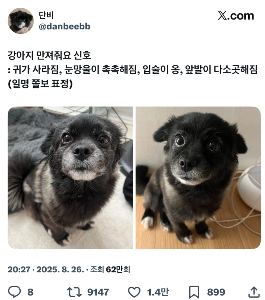 댕댕이가 주인에게 거는 최면술