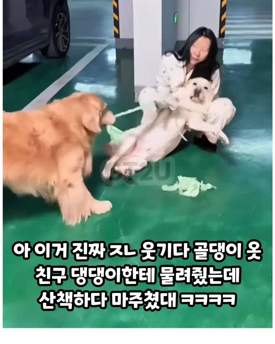 댕댕이옷 다른 댕댕이에게 줬는데 산책중 마주침