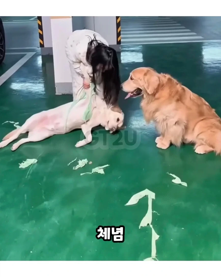 댕댕이옷 다른 댕댕이에게 줬는데 산책중 마주침 - 이미지 3