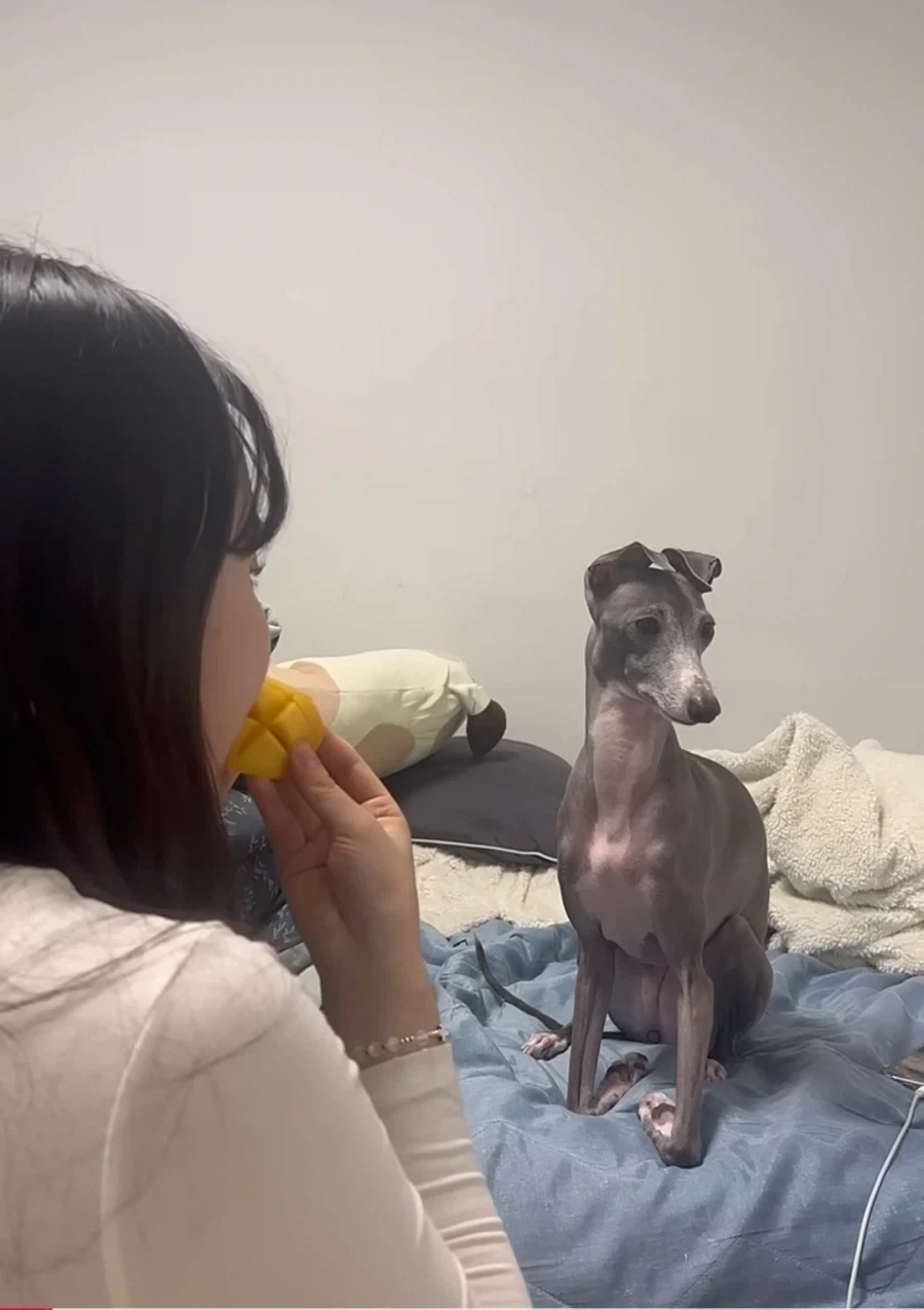 강형욱도 인정한 천사견 그레이하운드가 지.랄견이라 고민이라는 주인분