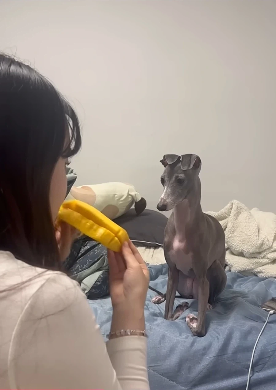 강형욱도 인정한 천사견 그레이하운드가 지.랄견이라 고민이라는 주인분 - 이미지 2