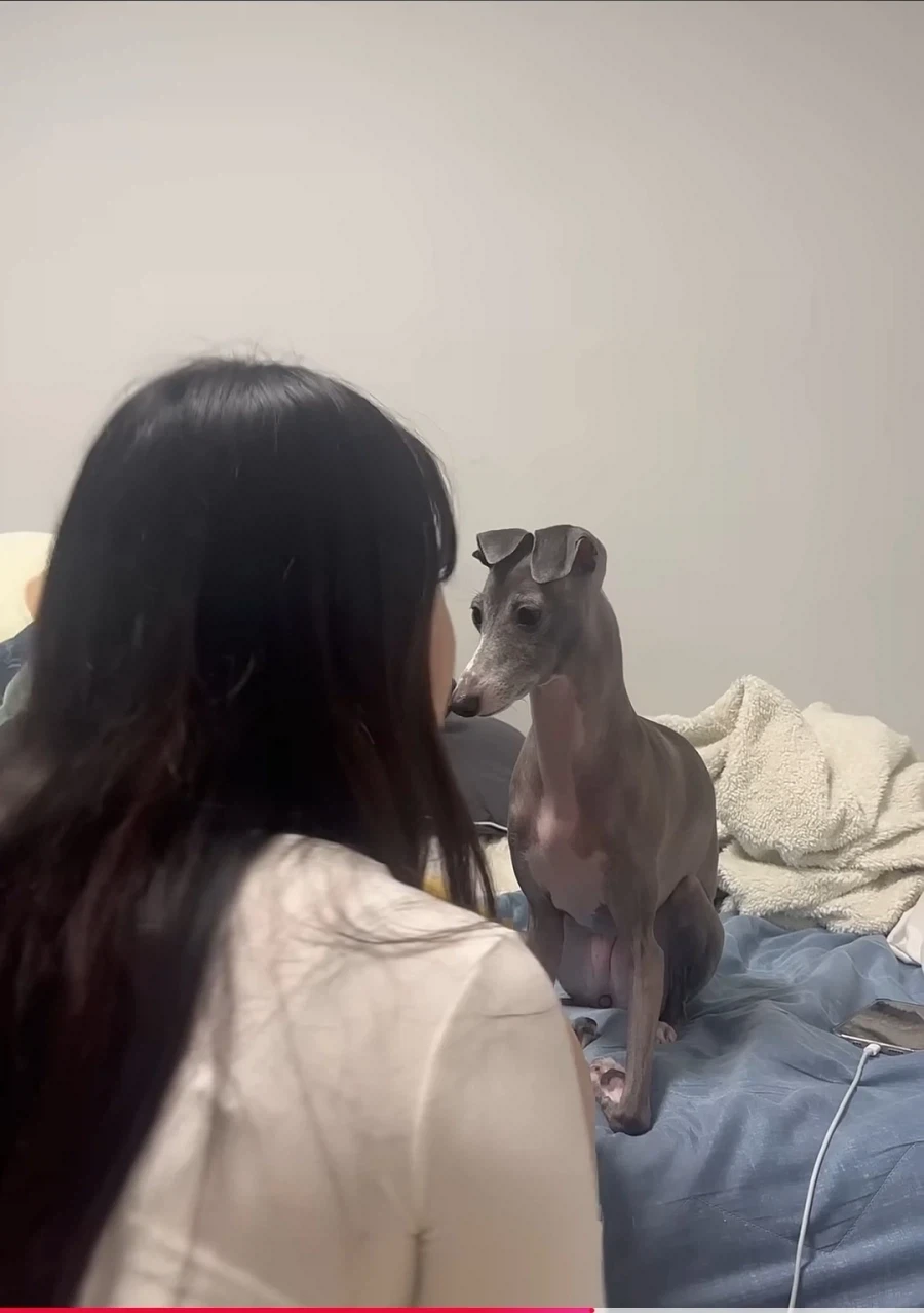 강형욱도 인정한 천사견 그레이하운드가 지.랄견이라 고민이라는 주인분 - 이미지 3