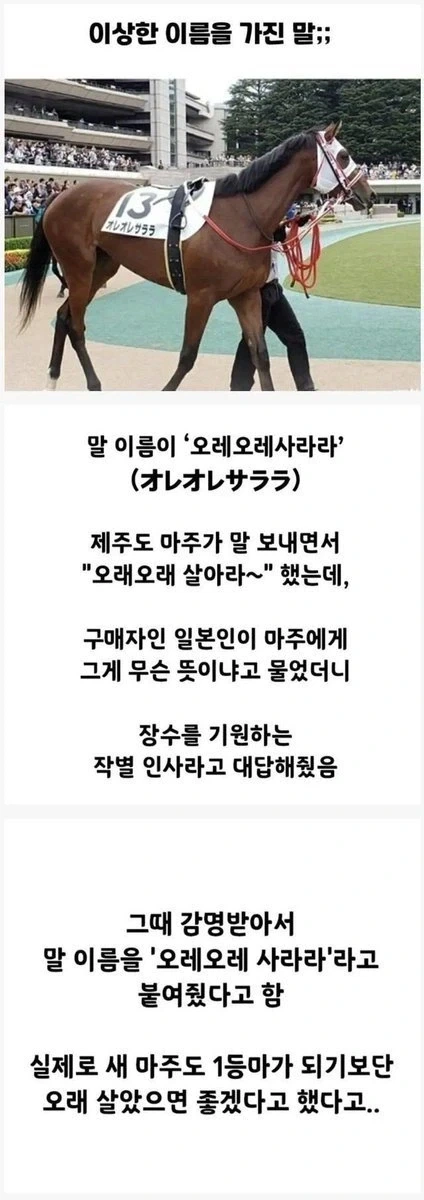 이상한 이름을 가진 말;;