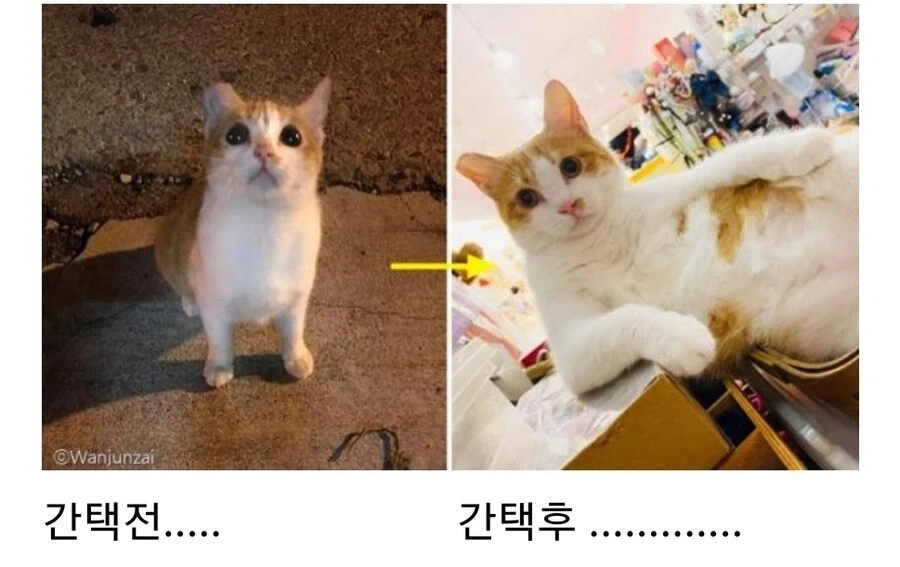 길냥이 냥줍 전과 냥줍 후