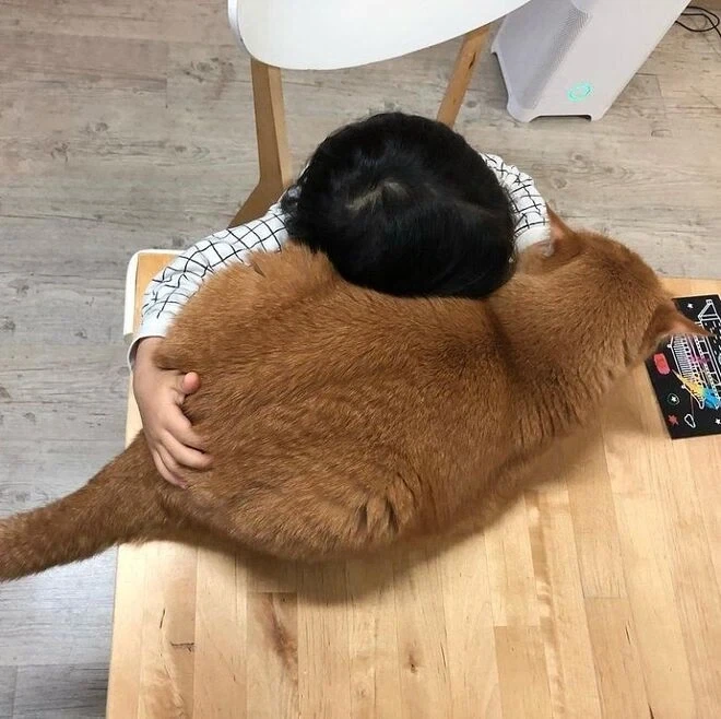 푹신한 고양이 모양 쿠션.jpg