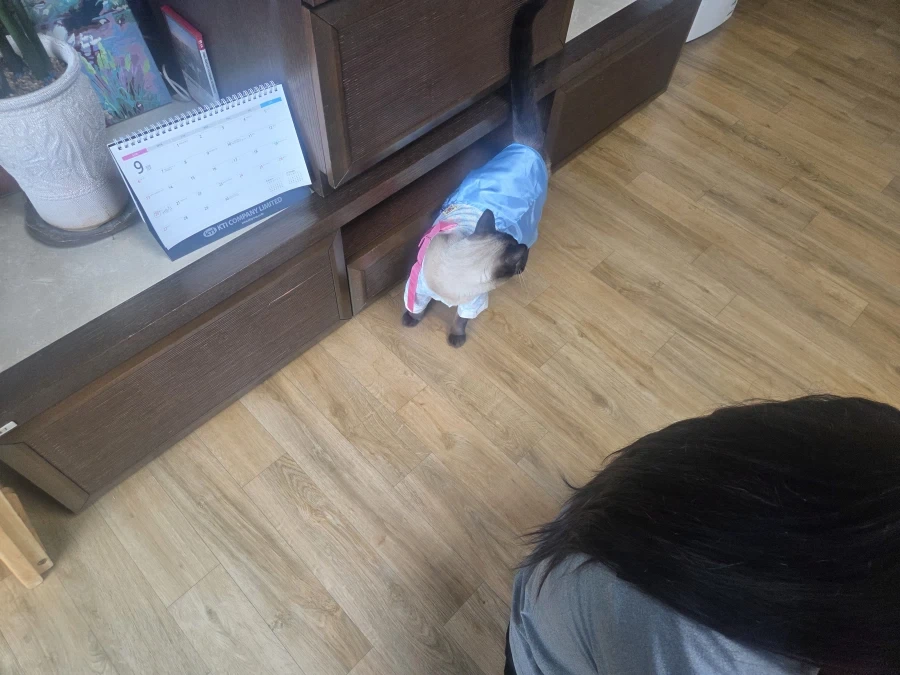 사람이 명절에 한복을 안 입으니 대신 고양이라도...