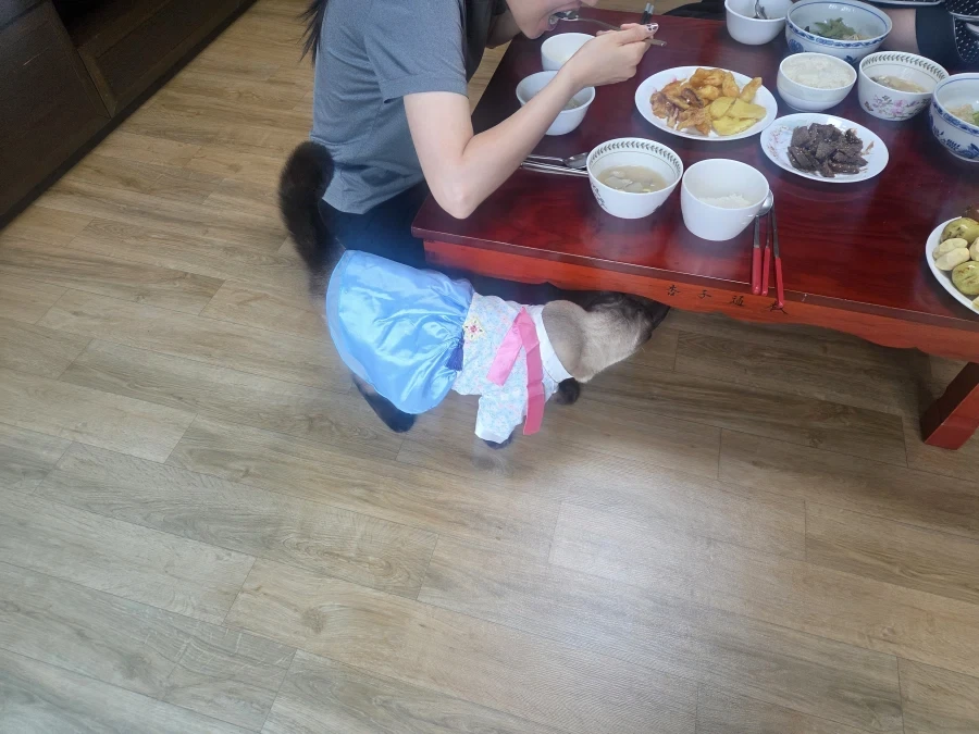 사람이 명절에 한복을 안 입으니 대신 고양이라도... - 이미지 2