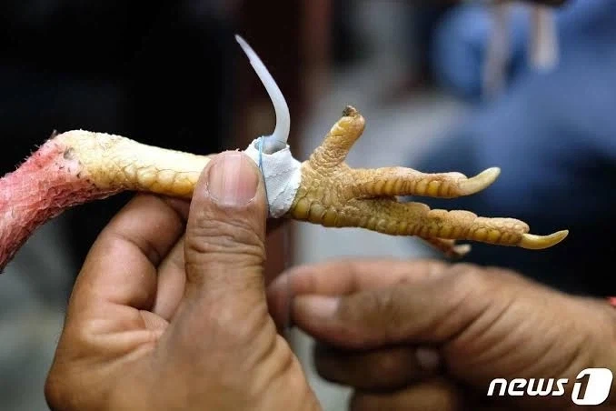 공룡이 무기를 사용하기 시작하면