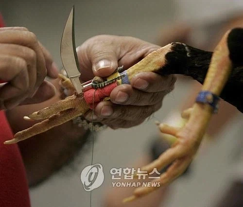 공룡이 무기를 사용하기 시작하면 - 이미지 2