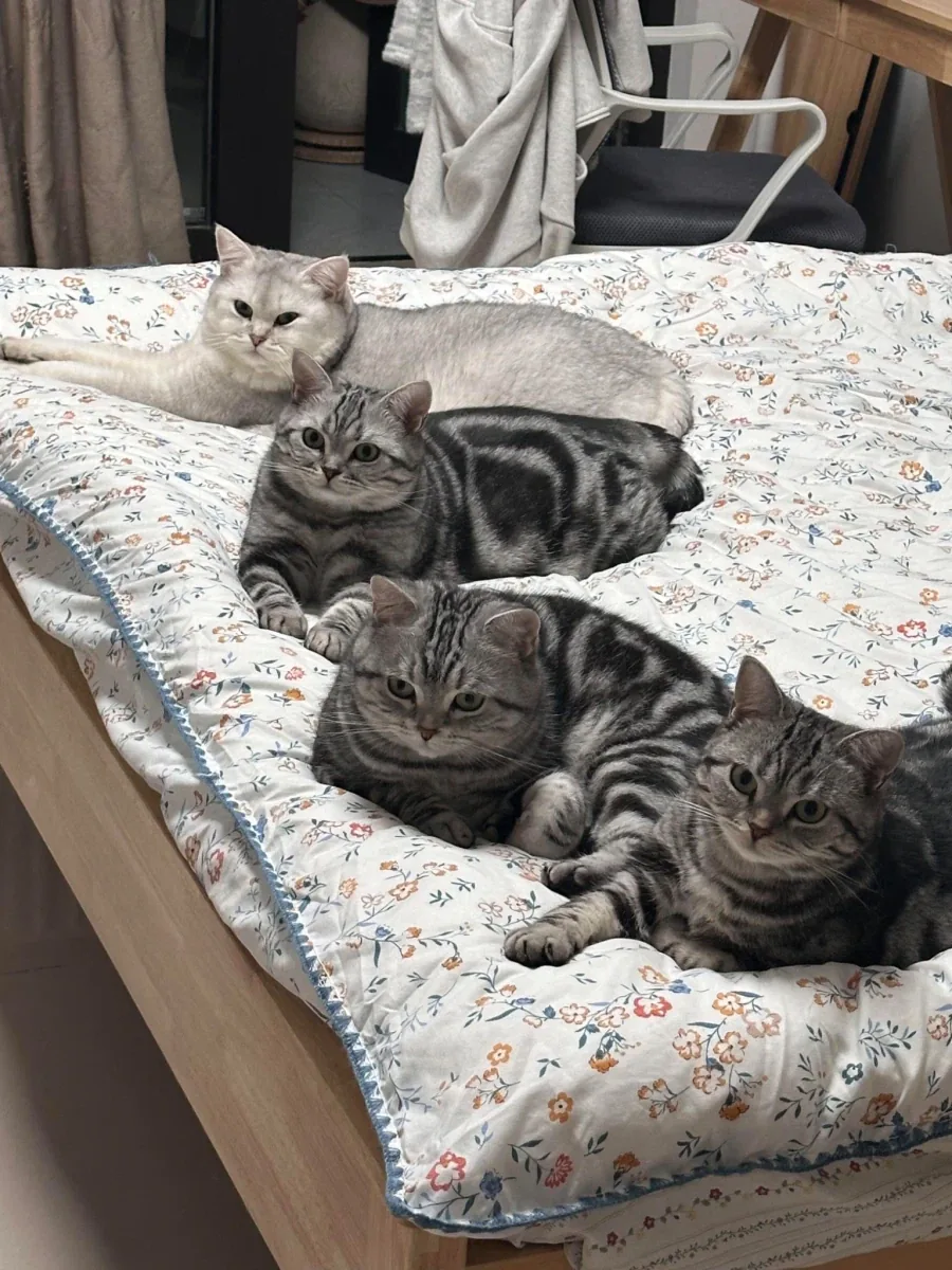 침대를 점거한 4마리 깡패들