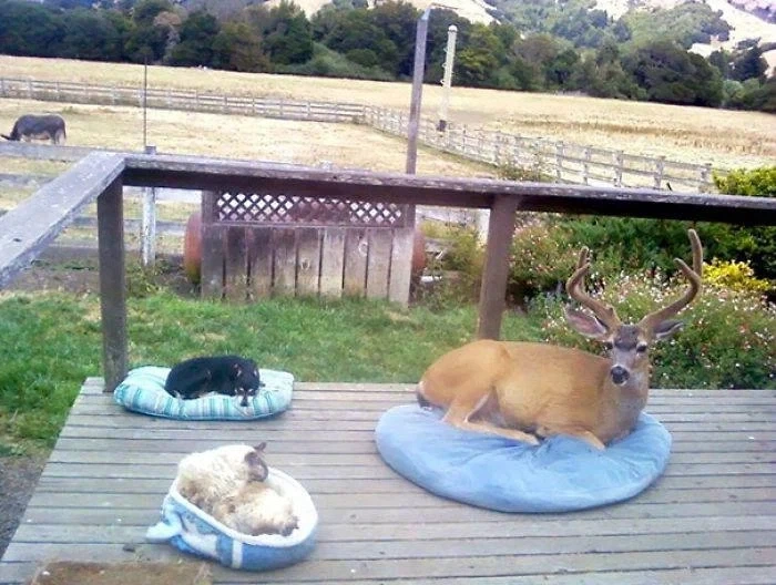 자연스러운 애완동물들.jpeg