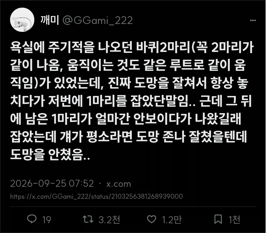 바퀴벌레 한쌍