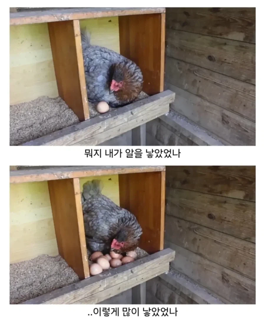 닭이 머리가 나빠도 착해 - 이미지 2