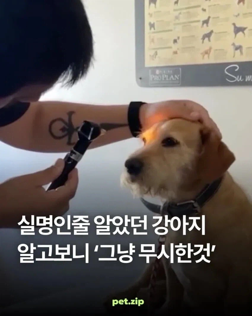 주인을 못 보는 개의 충격적인 진실