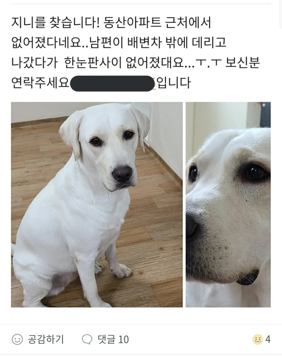당근에 올라온 분실 댕댕이