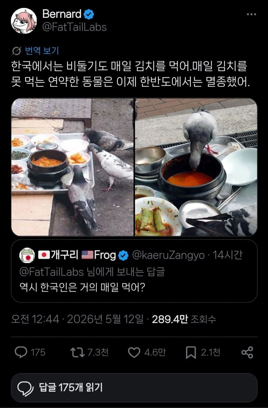 ???: "한국에서는 비둘기도 매일 김치를 먹어