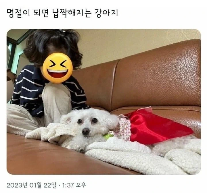 명절이 되면 납작해지는 강아지 - 이미지 2