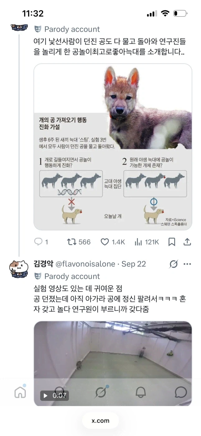 늑대->개에 대해 스톡홀름에서 한 잼난 연구 - 이미지 2