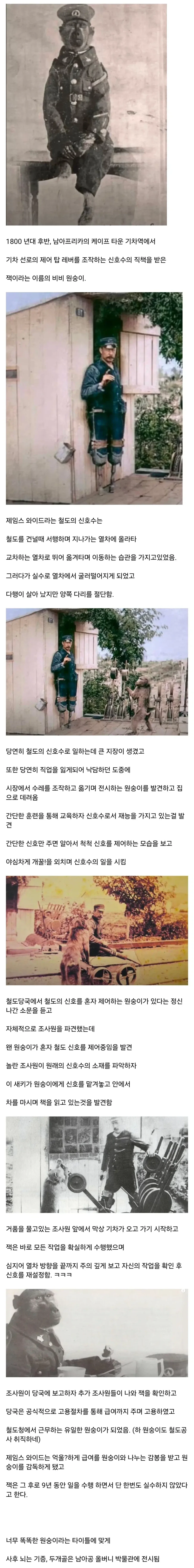 똑똑해서 취직한 원숭이