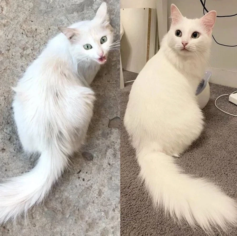 길거리에서 살았던 고양이의 1년후