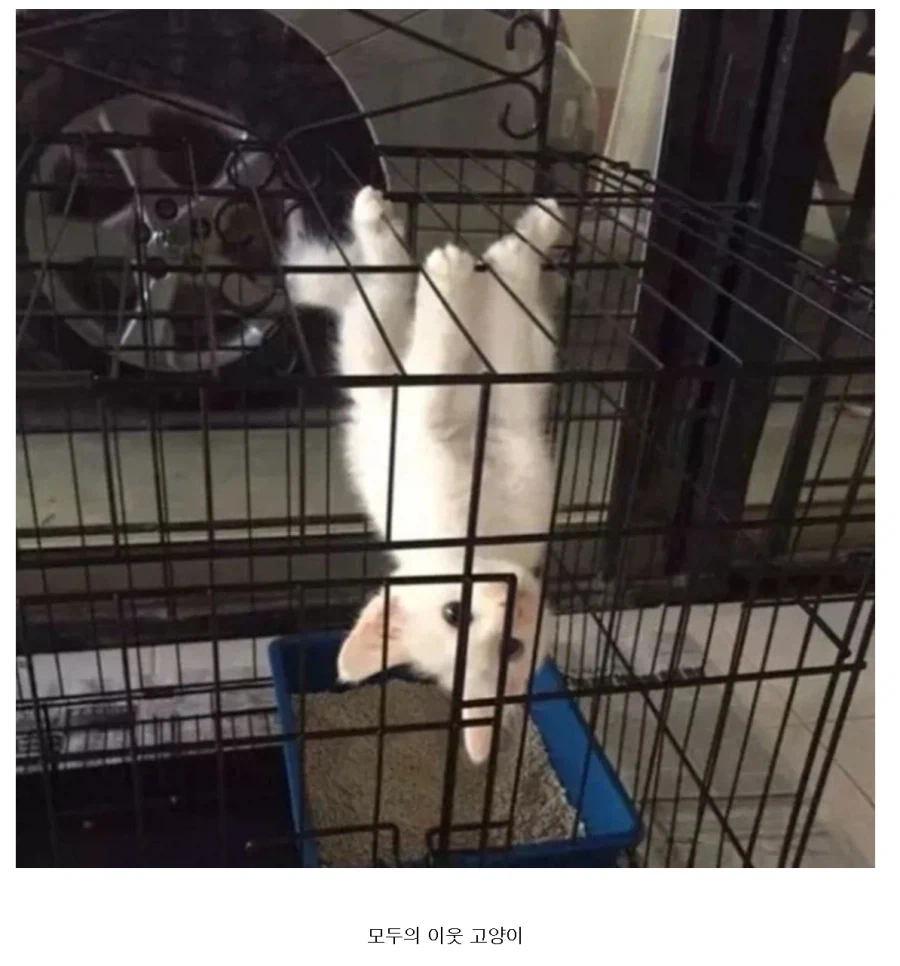 거미한테 물린듯한 고양이.jpg