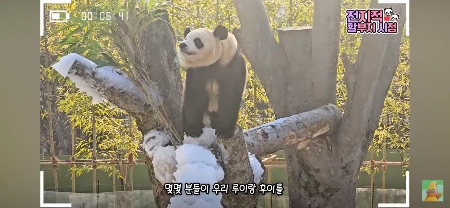 이잰 국재적으로 이미지가 많이 바뀐 동물