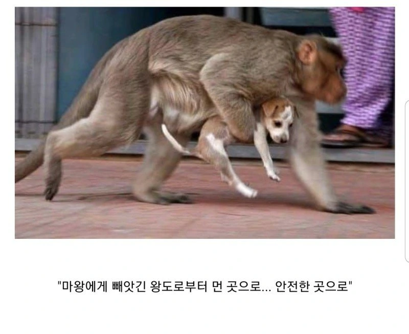 소년 만화 vs ㄸㅇㅈ - 이미지 2