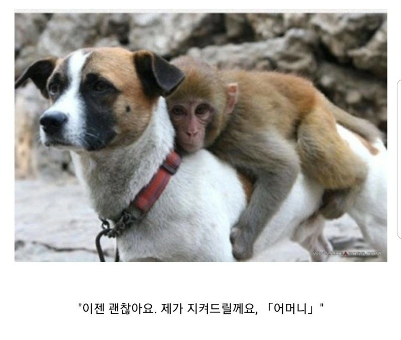 소년 만화 vs ㄸㅇㅈ - 이미지 4