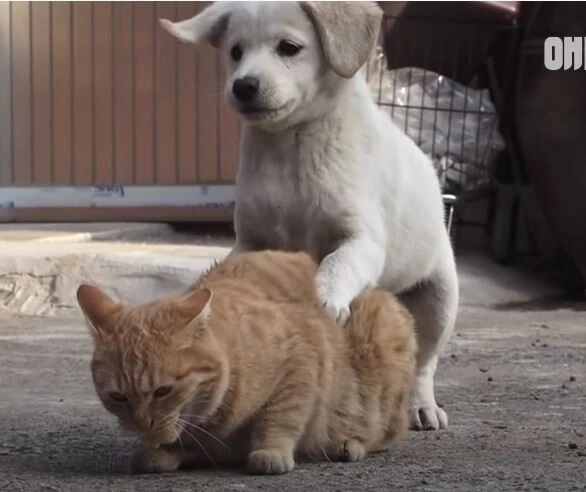 ㄸㅁ히는 고양이 만화 - 이미지 2