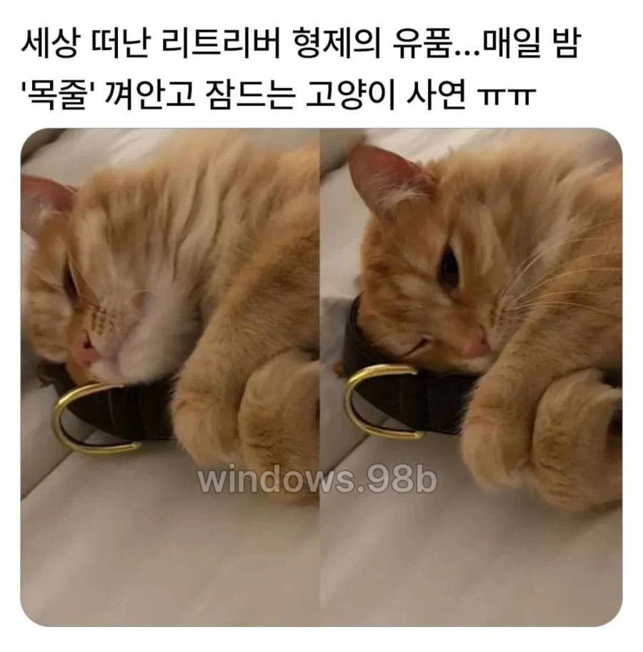 세상 떠난 리트리버 형제의 유품...매일 밤 ＇목줄＇ 껴안고 잠드는 고양이 사연