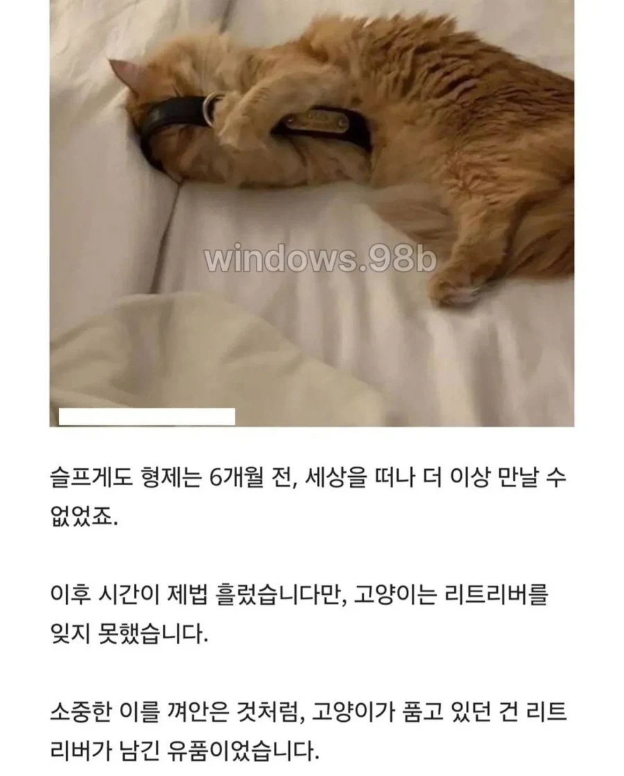 세상 떠난 리트리버 형제의 유품...매일 밤 ＇목줄＇ 껴안고 잠드는 고양이 사연 - 이미지 2