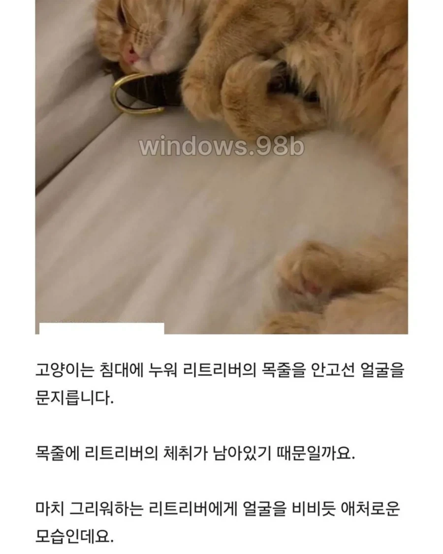 세상 떠난 리트리버 형제의 유품...매일 밤 ＇목줄＇ 껴안고 잠드는 고양이 사연 - 이미지 4