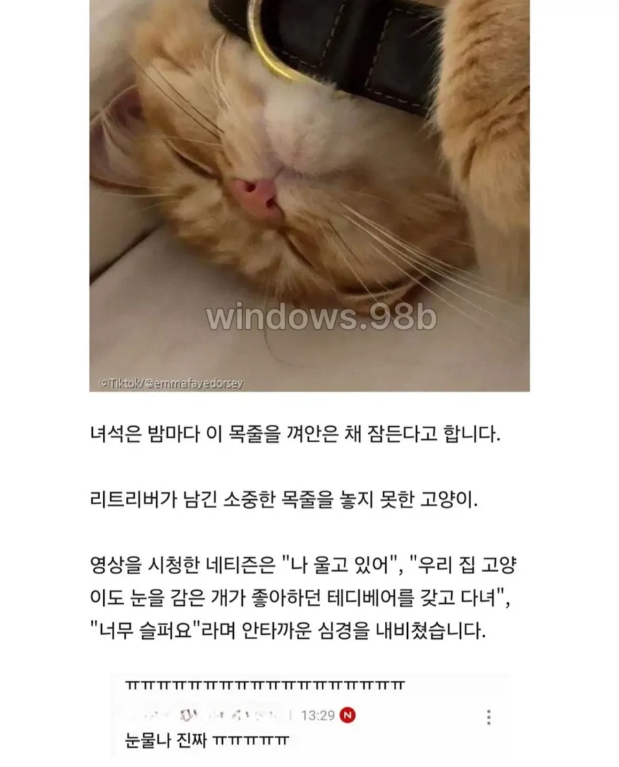 세상 떠난 리트리버 형제의 유품...매일 밤 ＇목줄＇ 껴안고 잠드는 고양이 사연 - 이미지 5