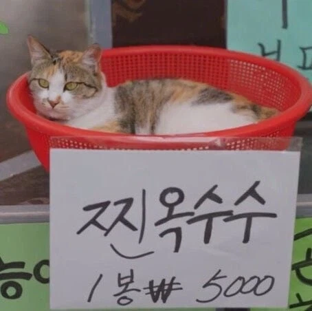 찐 옥수수 1봉 ￦5,000.jpg