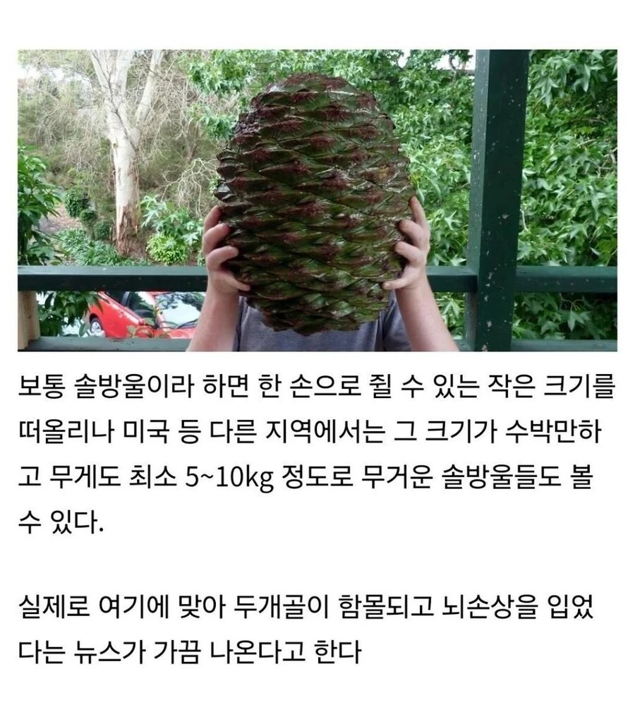 미국에서 소나무를 조심해야 하는 이유