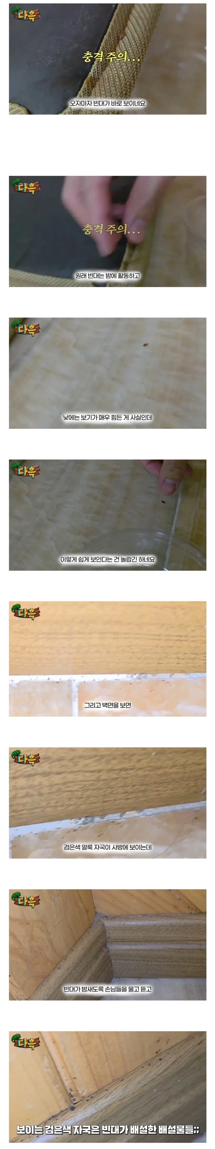 약혐) 부산 찜질방 빈대 이슈 업로드한 유튜버 다흑...jpg