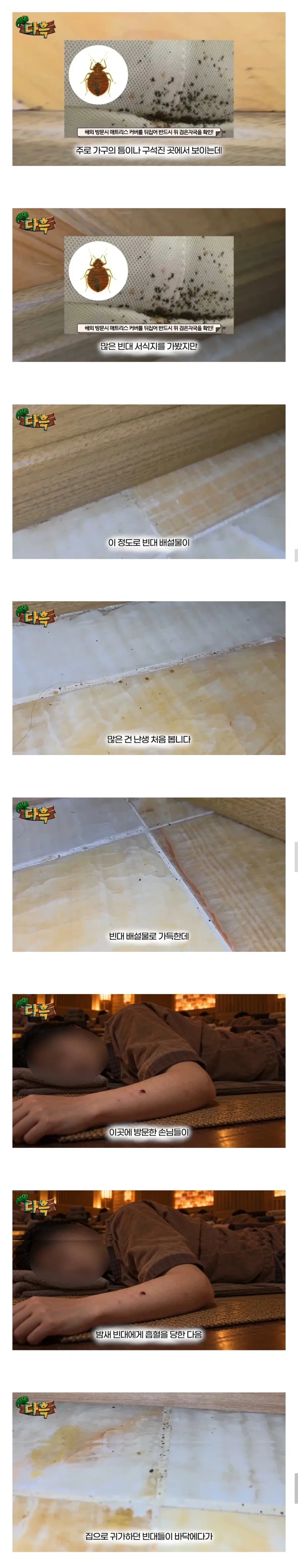 약혐) 부산 찜질방 빈대 이슈 업로드한 유튜버 다흑...jpg - 이미지 2