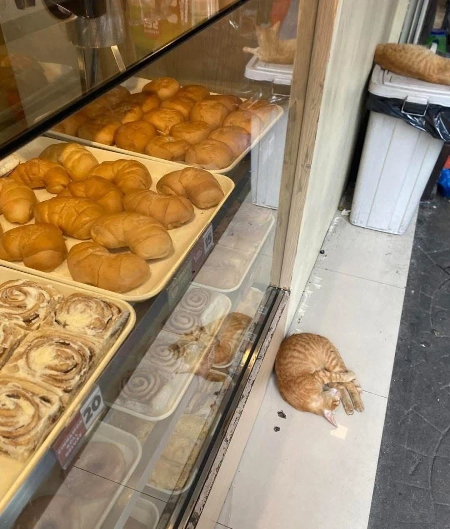 쇼케이스에서 떨어진 크루아상