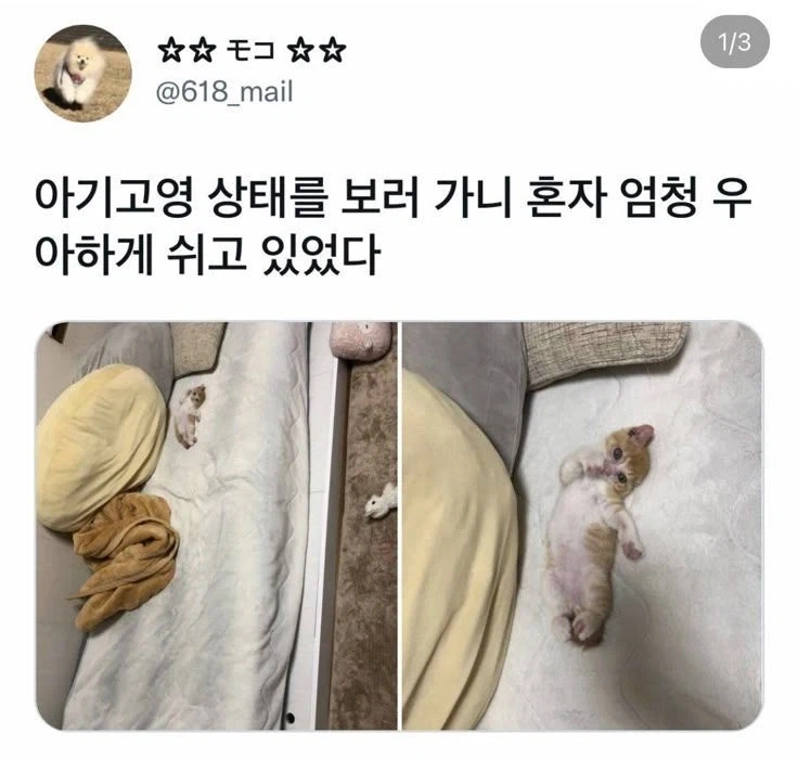우아한 아기고양이