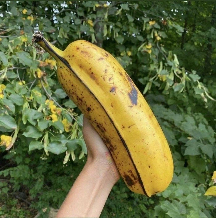 하와이 거대 바나나