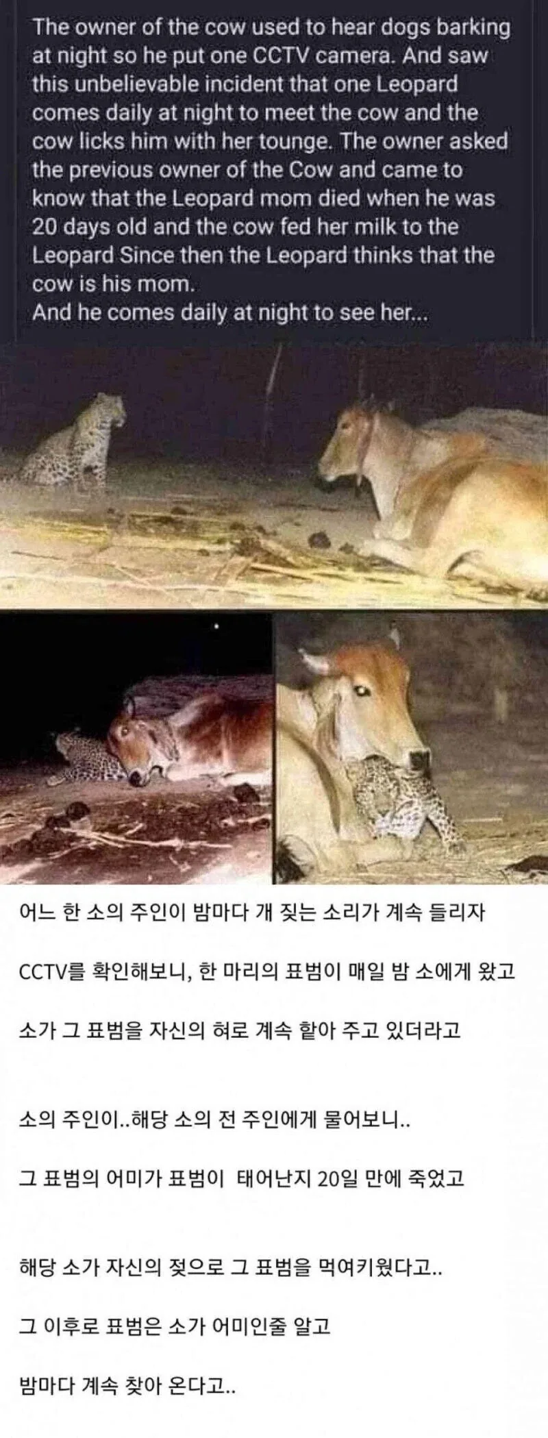 암소년 ㅈ탱이 빨았던 문신남