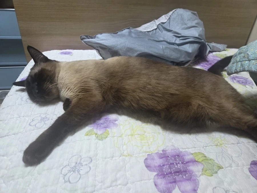 추석연휴 끝나고 집에서 뻗은 우리집 고양이 - 이미지 5